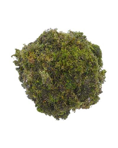 Dr. Arya's Natural Dried Moss Grass Preserved For Pots With The Nice Green  Appearance For Home and Garden - 1 KG